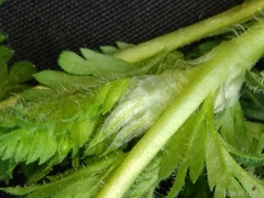 Torilis nodosa