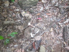 Pleurotus tuber-regium