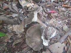 Pleurotus tuber-regium