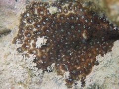 Leptastrea