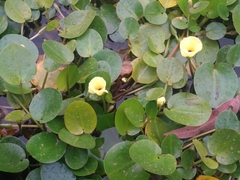 Hydrocleys nymphoides