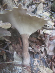 Pleurotus tuber-regium
