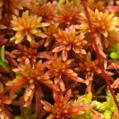 Sphagnum rubellum