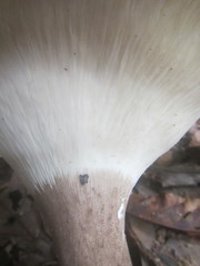 Pleurotus tuber-regium