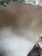 Pleurotus tuber-regium