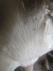 Pleurotus tuber-regium