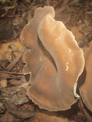 Pleurotus tuber-regium