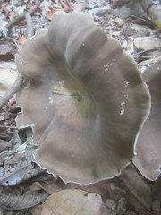 Pleurotus tuber-regium