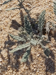Heliotropium bacciferum