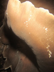 Pleurotus tuber-regium