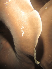 Pleurotus tuber-regium