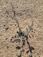 Heliotropium bacciferum