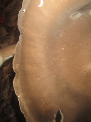 Pleurotus tuber-regium