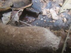 Pleurotus tuber-regium