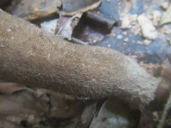 Pleurotus tuber-regium