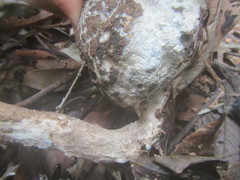 Pleurotus tuber-regium
