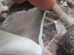 Pleurotus tuber-regium