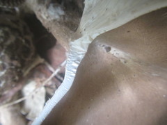 Pleurotus tuber-regium