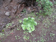 Aeonium canariense subsp. canariense image