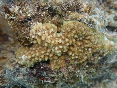 Montipora capitata