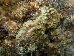 Montipora capitata