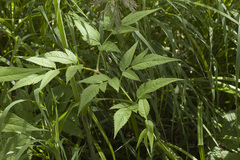 Angelica anomala