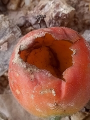 Trichosanthes scabra