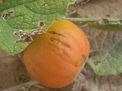 Trichosanthes scabra