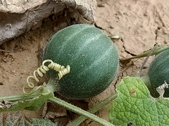 Trichosanthes scabra