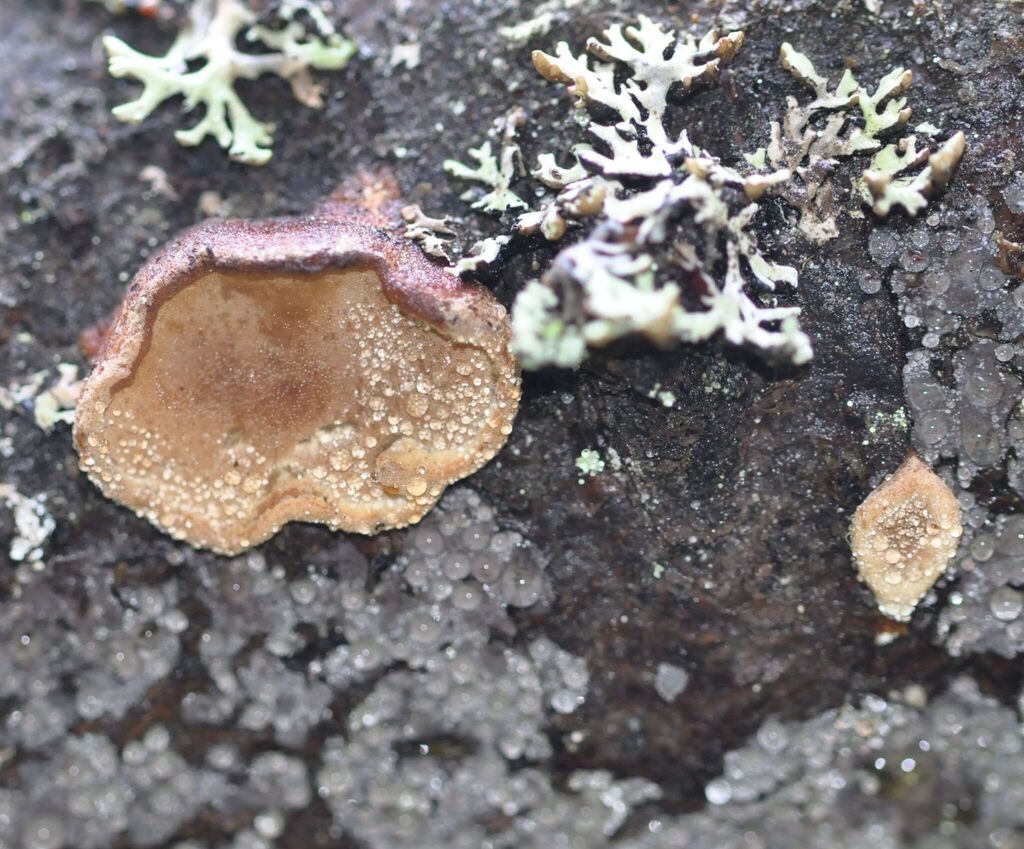 Skeletocutis cummata