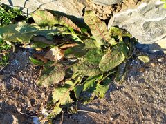 Rumex sanguineus