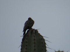 Melanerpes hypopolius