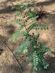 Magnoliopsida