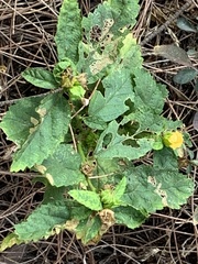 Angiospermae