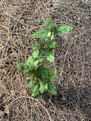 Angiospermae