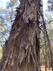 Tracheophyta