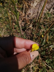 Crotalaria excisa