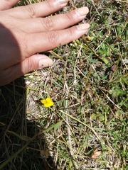 Crotalaria excisa