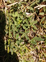 Crotalaria excisa