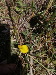 Crotalaria excisa