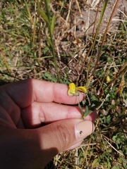 Crotalaria excisa