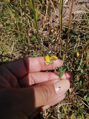 Crotalaria excisa
