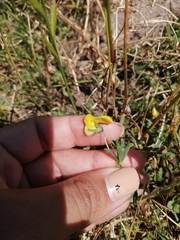 Crotalaria excisa