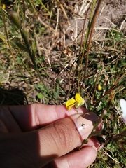 Crotalaria excisa