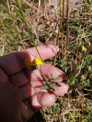 Crotalaria excisa