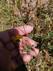 Crotalaria excisa