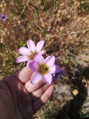 Ixia monadelpha