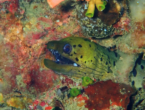 Fimbriated Moray — seen at this dive site