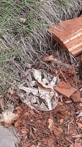 Caatinga Horned Frog
