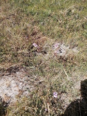 Ixia monadelpha